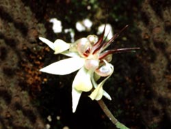 single Cacao Flower