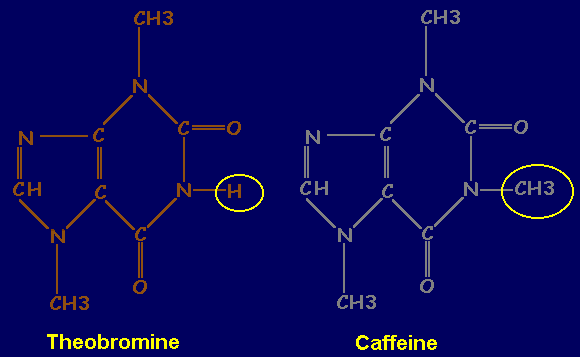 Theobromine & Caffeine